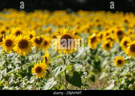 Ein Feld mit Sonnenblumen in Sussex, an einem sonnigen Sommertag Stockfoto