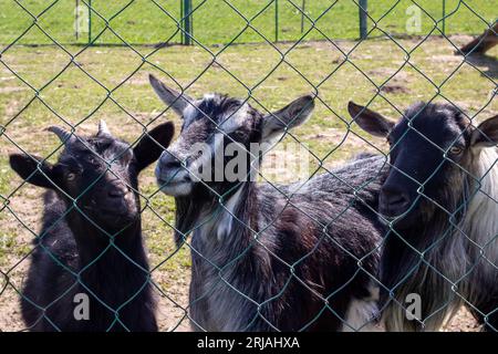 Drei schwarze Ziegen hinter dem Zaun auf dem Hof Stockfoto