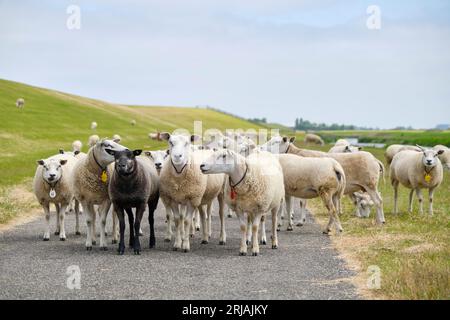 A group of white and one black sheep on a road near the sea dike in Friesland The Netherlands under a blue sky. Stock Photo