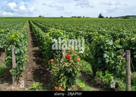 Weinberge in der Champagnerregion Charly-sur-Marne, Aisne, Hauts-de-France, Frankreich. Stockfoto