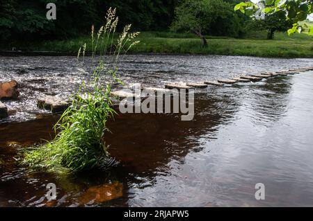In Großbritannien – Stepping Stones on the River Hodder in Whitewell, Ribble Valley, Lancashire, Großbritannien Stockfoto