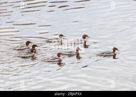 Um Großbritannien herum - Eine Gruppe von Grebes am River Ribble am Stadtrand von Preston Stockfoto