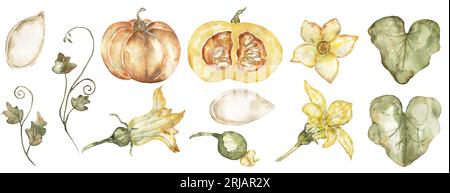 Aquarell handgezeichnetes Kürbisset, Kürbisblätter und Samen Clipart, Pflanzen-Lebenszyklus-Illustration, Erntezeit, Herbst Stockfoto