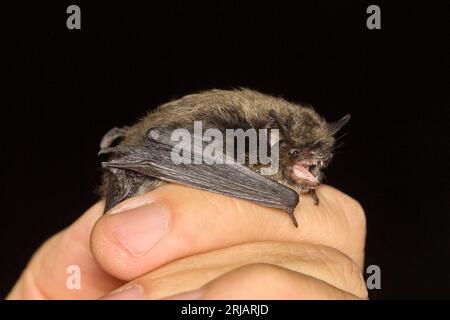The whiskered bat (Myotis mystacinus) on the hand of a chiropterologist Stock Photo