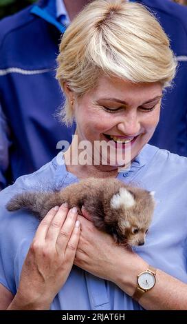 Schwerin, Deutschland. August 2023. Manuela Schwesig (SPD), Ministerpräsidentin von Mecklenburg-Vorpommern, hält nach der Adoption eines Tieres einen jungen roten Panda im Schweriner Zoo. Viele Zoos in Mecklenburg-Vorpommern locken Kinder ab MV bis 14 Jahren zum Staatszootag mit Aktivitäten und freiem Eintritt. Quelle: Jens Büttner/dpa/Alamy Live News Stockfoto