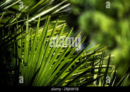 Eine Nahaufnahme der spitzenförmigen Fächerblätter einer Trachycarpus fortunei, die in einem Garten in Großbritannien in Europa wächst. Stockfoto