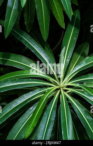 Euphorbia millifera Kanarienvogel, der in einem Garten im Vereinigten Königreich wächst. Stockfoto