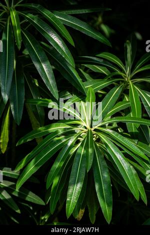 Euphorbia millifera Kanarienvogel, der in einem Garten im Vereinigten Königreich wächst. Stockfoto