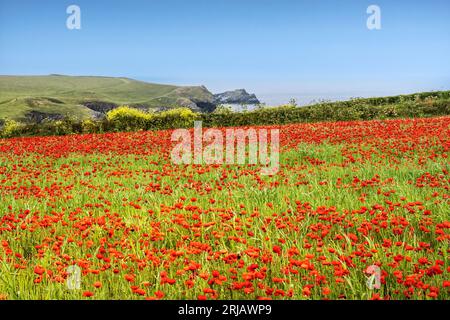 Der atemberaubende Anblick eines Feldes voller Papaver Rhoeas an der Küste von Porth Joke Polly Joke in Newquay in Cornwall in Großbritannien in Europa Stockfoto