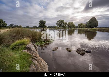 Bushy Park ein magischer Ort an einer magischen Zeit des Tages als Erstes Stockfoto