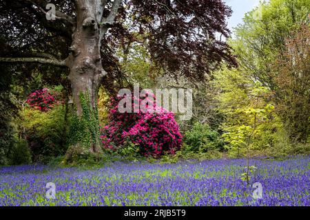 Atemberaubende Rhododendrons Russellianum Cornish Red, das neben einem Feld der Common English Bluebells Hyacinthoides ohne Schriftzug im ruhigen historischen en wächst Stockfoto