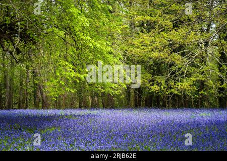 Ein Feld der Common English Bluebells Hyacinthoides ohne Schriftzug im ruhigen historischen Parc Lye in Enys Gardens in Penryn in Cornwall, Großbritannien. Stockfoto