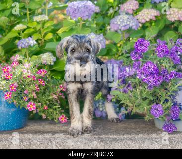 Standard Schnauzer Welpe, 8 Wochen alt Rüde, Salz-und Pfeffer drahtige Fell, in einer bunt blühende Garten, diese Rasse auch als Mittelschnauzer bekannt Stockfoto