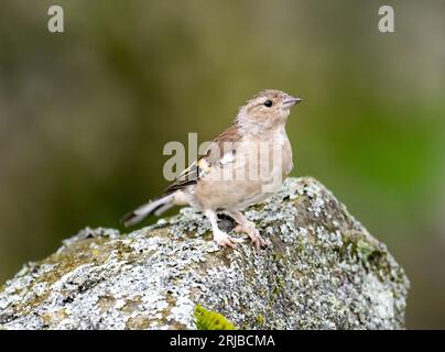 Ein weiblicher Chaffinch, Fringilla-Zöllner in Austwick, Yorkshire Dales UK mit Beinlegionen, die entweder durch ein Virus (Fringilla-Zöllner papillomav Stockfoto