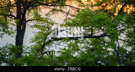 Athene noctua sitzt bei Sonnenuntergang auf einem Baumzweig und beobachtet heimlich das beste Foto. Stockfoto