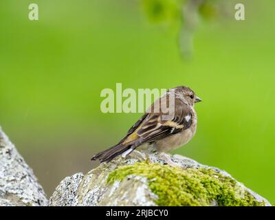 Ein weiblicher Chaffinch, Fringilla-Zöllner in Austwick, Yorkshire Dales UK mit Beinlegionen, die entweder durch ein Virus (Fringilla-Zöllner papillomav Stockfoto