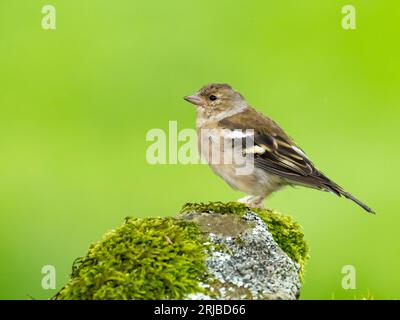 Ein weiblicher Chaffinch, Fringilla-Zöllner in Austwick, Yorkshire Dales UK mit Beinlegionen, die entweder durch ein Virus (Fringilla-Zöllner papillomav Stockfoto