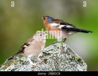 Ein weiblicher Chaffinch, Fringilla-Zöllner in Austwick, Yorkshire Dales UK mit Beinlegionen, die entweder durch ein Virus (Fringilla-Zöllner papillomav Stockfoto