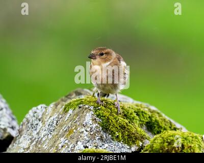 Eine weibliche Chaffinch, Fringilla Coelebs in Austwick, yorkshire Dales UK. Stockfoto