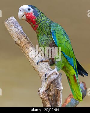 Nahaufnahme eines kubanischen Amazon (Amazona leucocephala) Stockfoto