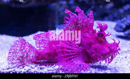 Nahaufnahme einer Weedy Scorpionfish (Rhinopias frondosa) Stockfoto