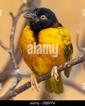 Nahaufnahme eines männlichen Dorfwebers (Ploceus cucullatus) Stockfoto