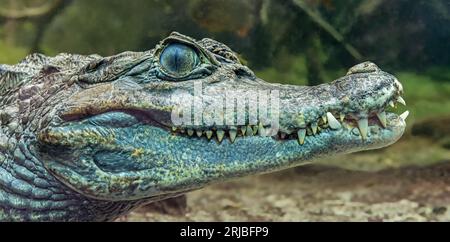 Unterwasserporträt eines spektakulären Caimans (Caiman crocodilus) Stockfoto