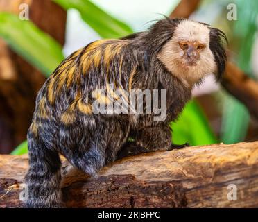 Nahaufnahme eines Weißkopfmarmoset (Callithrix geoffroyi) Stockfoto