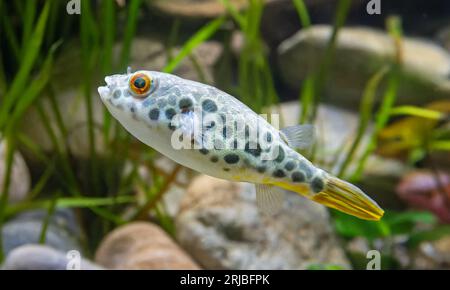 Porträtansicht eines Leoparden-Pufferfisches (Tetraodon schoutedeni) Stockfoto