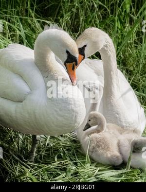 Eine Schwanenfamilie am Ufer eines Baches Stockfoto