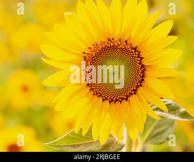 Eine sehr gelbe Sonnenblume, in einem Feld desselben Stockfoto