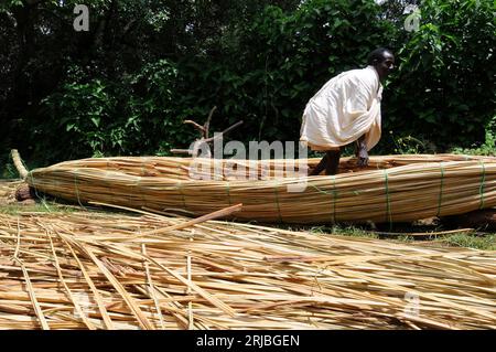 Bau eines traditionellen Unkrautbootes (Tankwa) mit Papyrusstämmen im Tana Lake. Amhara Region, Äthiopische Hochländer. Stockfoto