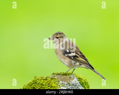 Eine weibliche Chaffinch, Fringilla Coelebs in Austwick, Yorkshire Dales UK. Stockfoto