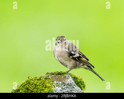 Eine weibliche Chaffinch, Fringilla Coelebs in Austwick, Yorkshire Dales UK. Stockfoto