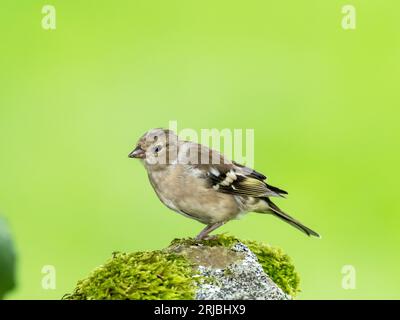 Eine weibliche Chaffinch, Fringilla Coelebs in Austwick, Yorkshire Dales UK. Stockfoto