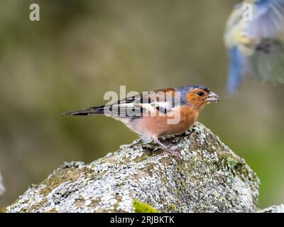 Ein männlicher Chaffinch, Fringilla Coelebs in Austwick, Yorkshire Dales UK. Stockfoto