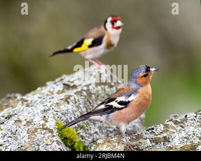 Ein männlicher Chaffinch, Fringilla coelebs und Goldfinch, Carduelis carduelis in Austwick, Yorkshire Dales UK. Stockfoto