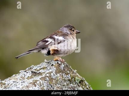 Ein weiblicher Chaffinch, Fringilla-Zöllner in Austwick, Yorkshire Dales UK mit Beinlegionen, die entweder durch ein Virus (Fringilla-Zöllner papillomav Stockfoto