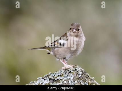 Ein weiblicher Chaffinch, Fringilla-Zöllner in Austwick, Yorkshire Dales UK mit Beinlegionen, die entweder durch ein Virus (Fringilla-Zöllner papillomav Stockfoto
