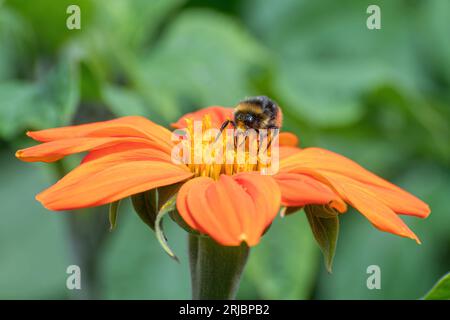 Eine Hummel auf einer hellorangen mexikanischen Sonnenblume (Tithonia rotundifolia „Torch“) in einem Garten im Sommer, England, Großbritannien Stockfoto
