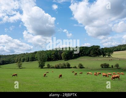 Landschaft in französisch-lothringen mit braunen Kühen und Wald Stockfoto