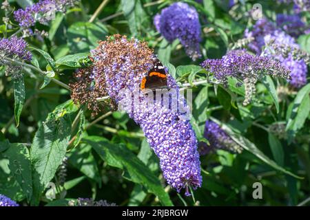 Red admiral butterfly (Vanessa atalanta) nectaring on mauve flowers of Buddleja davidii 'Butterfly Heaven' during summer, England, UK Stock Photo