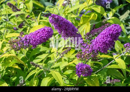 Buddleja davidii „Moonshine“ (Buddleia-Sorte), bekannt als Schmetterlingsbusch, blüht im Sommer oder August, England, Großbritannien Stockfoto