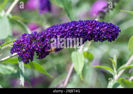 Tiefviolette Blüten von Buddleja davidii „Black Knight“ (Buddleia-Sorte), bekannt als Schmetterlingsbusch, blühen im Sommer oder august, England, Großbritannien Stockfoto