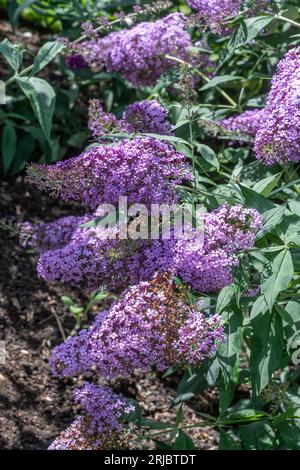 Buddleja davidii 'Gulliver' (Buddleia variety) known as a butterfly bush with mauve flowers in summer or August, England, UK Stock Photo