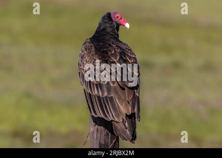 Closeup view of Turkey Vulture (Cathartes aura ), north of Morro Bay, California. Perched on fence post. Back view; head turned to one side. Stock Photo