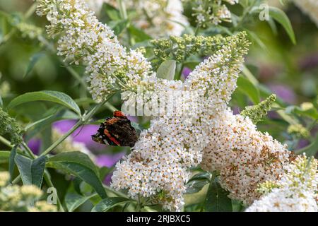 Red admiral butterfly (Vanessa atalanta) on Buddleja davidii 'White Profusion' (Buddleia variety) known as a butterfly bush, during summer, England UK Stock Photo