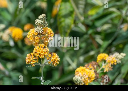 Buddleja x weyeriana „Sungold“ (Buddleia-Hybridsorte) mit gelb-orangefarbenen Blüten, blühender Strauch im Sommer oder august, England, Vereinigtes Königreich Stockfoto