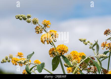 Buddleja x weyeriana „Sungold“ (Buddleia-Hybridsorte) mit gelb-orangefarbenen Blüten, blühender Strauch im Sommer oder august, England, Vereinigtes Königreich Stockfoto