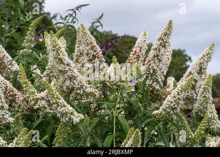 Creamy white flowers of Buddleia Davidii Marbled White (buddleja variety), known as a butterfly bush, flowering in summer, England, UK Stock Photo